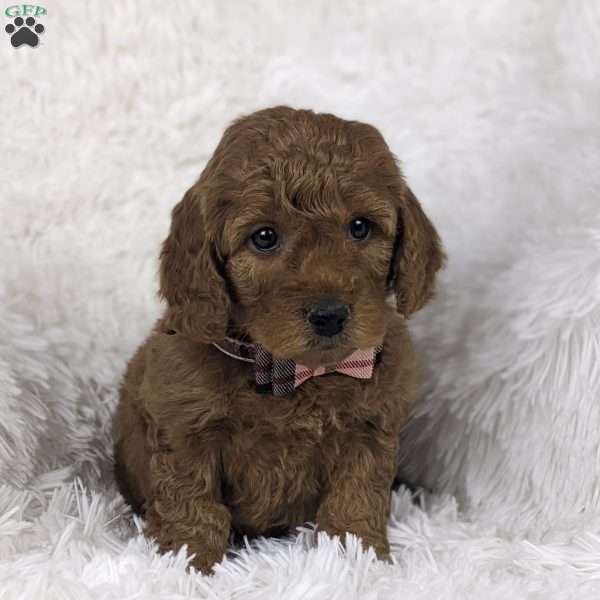 Petal, Mini Goldendoodle Puppy